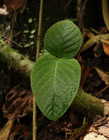 Argostemma neurocalyx, plain green leaved individual, Khao Lampi, Hat Thai Mueang NP, Phang Nga,Thailand