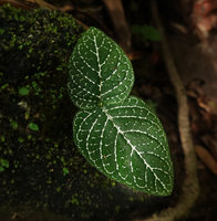 Argostemma neurocalyx, silver striped leaves of a slightly anisophyllous individual, Khao Lampi, Hat Thai Mueang NP, Phang Nga,Thailand