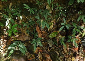 Argostemma propinquum, population on vertical earth slope in forest understory, Phang Nga, Thailand