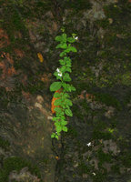 Argostemma pulchellum, flowering population in a vertical rock fissure, Koh Chang, Thailand