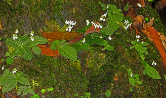 Argostemma pulchellum, flowering population, Koh Chang, Thailand