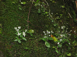 Argostemma pulchellum, population in full bloom on mossy rock, Koh Chang, Thailand