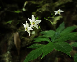 Argostemma rotundicalyx, anthers with long sterile apical appendages, Khao Sok NP, Thailand