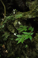 Argostemma rotundicalyx flowering individuals and Begonia pteridiformis on vertical mossy limestone rock, Khao Sok NP, Thailand