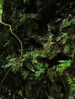 Argostemma rotundicalyx flowering population and Begonia pteridiformis on vertical mossy limestone rock, Khao Sok NP, Thailand