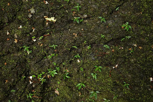 Argostemma rotundicalyx, population of young individuals with silver nerves on a shaded mossy seeping limestone rock, Tham Thong Lang, Phang Nga, Thailand
