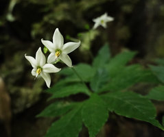 Argostemma rotundicalyx, two star shaped corollas, anthers with long sterile apical appendages, Khao Sok NP, Thailand