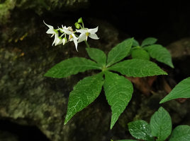 Argostemma rotundicalyx, pseudo verticillate leaves at the top of a fleshy long internode issued from a tuber fixed in limestone rock cracks, unusual four lobed corolla, Khao Sok NP, Thailandunusual four lobed corolla, Khao Sok NP, Thailand