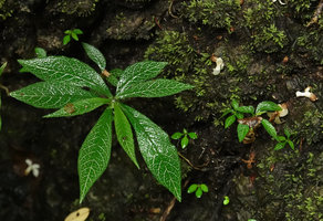 Argostemma rotundicalyx, vegetative individuals with silver nerves, Tham Thong Lang, Phang Nga, Thailand