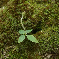 Argostemma timorense, erect ripening fleshy capsular fruit, Bantimurung, South Sulawesi