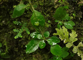 Argostemma timorense, green calyx persisting around the unique maturing capsule, Camba, Maros, South Sulawesi