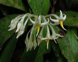 Argostemma spinulosum, branched inflorescence, Fraser&#039;s Hill, Malaysia