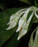 Argostemma spinulosum, calyx and curved corolla before anthesis, Fraser&#039;s Hill, Malaysia