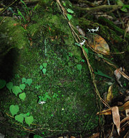 Argostemma stellatum and a monophyllous Begonia on mossy rock, Khao Yai NP, Thailand