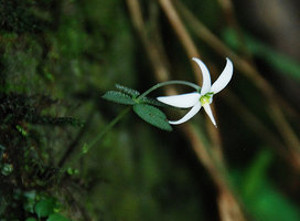 Argostemma stellatum, single flowered individual, Khao Yai NP, Thailand