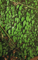 Argostemma unifolium, each individual reduced to one big leaf and a small opposite one, the fleshy stem arising from a tiny tuber fixed to the rock, Penang Hill, Malaysia