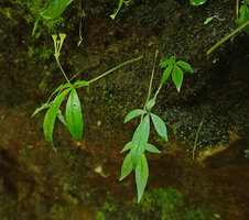 Argostemma verticillatum, aphyllous stem emerging from a small tuber fixed at the rock face, bearing pseudo verticillate leaves and inflorescence at the top, Pai, Thailand