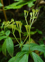 Argostemma verticillatum, erect fleshy cup shaped capsules made of the gamosepalous calyx lobes, Pai, Thailand