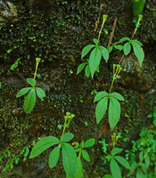 Argostemma verticillatum, small individuals with infructescence reduced to one or few cupular erect fruits, Pai, Thailand