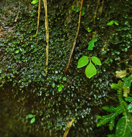 Argostemma verticillatum, tiny seedlings among mosses and Selaginella on a vertical seeping rock face, Pai, Thailand