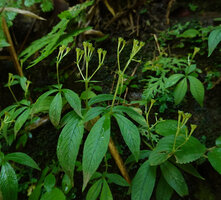 Argostemma verticillatum, vigorous individuals with branched infructescences, Pai, Thailand