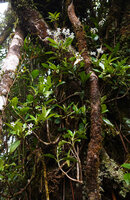 Argostemma yappii, a branched subshrubby fleshy epiphyte, Cameron Highlands, Malaysia