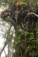 Argostemma yappii epiphytic two meters above the forest floor, Cameron Highlands, Malaysia