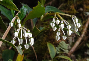 Argostemma yappii, flower buds, Cameron Highlands, Malaysia
