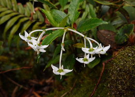Argostemma yappii, flowers with green calyx and white recurved corolla lobes, Cameron Highlands, Malaysia