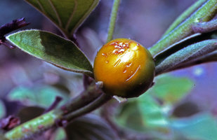 Argyreia cf. cuneata, much branched shrubby species, ripe berry, Mudumalai NP, Tamil Nadu, India