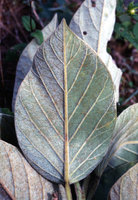 Argyreia cf. cuneata, much branched shrubby species, silver hairy leaf under surface, Mudumalai NP, Tamil Nadu, India
