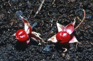Argyreia siamensis, baccate fruit, Sukkhothai, Thailand