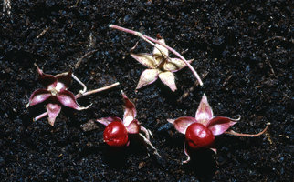 Argyreia siamensis, berries, Sukkhothai,Thailand