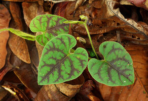 Argyreia siamensis, green iridescent leaves with purple patches along the main veins, Phae Muang Phee canyon, Phrae, Thailand