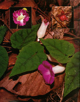 Argyreia siamensis, Sukhothai, Thailand, from the book Etre Plante à l'ombre des forets tropicales by Patrick Blanc, Nathan Paris