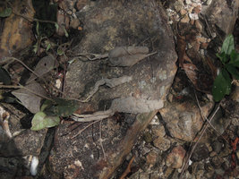 Argyreia siamensis, tuberous stem base and roots, Sukhothai, Thailand