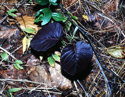 Argyreia sp. with blackish young leaves, Pelling, Sikkim