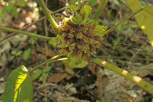 Argyreia waliichii, inflorescence bracts, Mount Popa, Mandalay, Myanmar