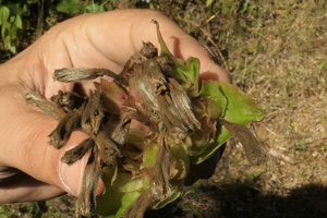 Argyreia wallichii, dried corollas covered by dense silky hairs, Mount Popa, Mandalay, Myanmar
