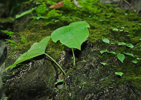 Ariopsis protanthera and Argostemma cordatum on mossy shaded karst, Phou Hin Poun NBCA, Khammouane, Laos