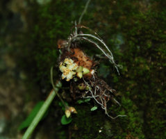 Ariopsis protanthera, apically open fruit with rain splash dispersal of the seeds, Hinboun, Laos