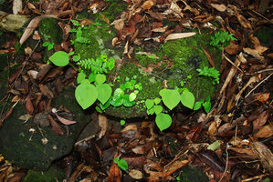 Ariopsis protanthera, individuals on a small mossy rock in forest understory, Hinboun, Khammouane,Laos