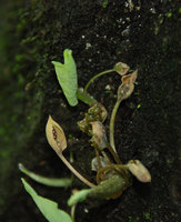 Ariopsis protanthera, inflorescence, Phou Hin Poun, Khammouane, Laos