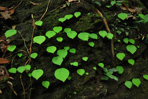 Ariopsis protanthera, Laos
