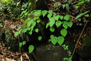 Ariopsis protanthera, population on limestone boulders, Hinboun, Khammouane, Laos