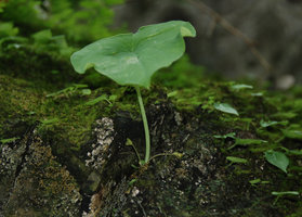 Ariopsis protanthera, single leaved individual and two basal mature infructescences on a vertical mossy limestone rock, Hinboun, Khammouane, Laos
