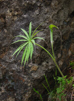 Arisaema consanguineum, Kunming, Chine