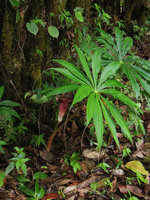 Arisaema erubescens with very long thread like acumens, Doi Inthanon, Thailand