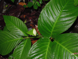 Arisaema laminatum, denticulate leaves and half green and white spatha, Padawan, Penrissen Range, Sarawak, Borneo