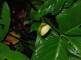 Arisaema laminatum, spatha with brown line separating the green and yellow parts, Padawan, Penrissen Range, Sarawak, Borneo